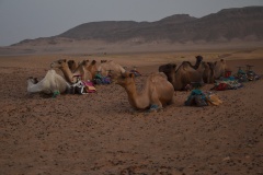 Zagora Desert, Morocco